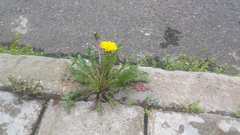 Taraxacum officinale