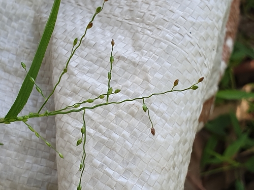Stolonochloa pygmaea