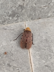 Penthicodes atomaria