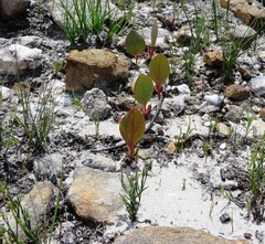Protea cordata