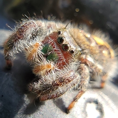 Phidippus audax