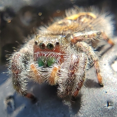 Phidippus audax