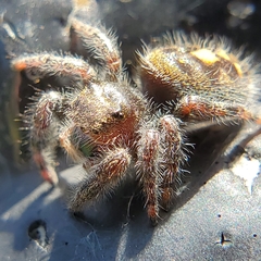Phidippus audax