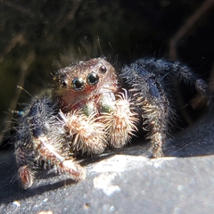 Phidippus audax