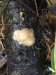 Naematelia encephala