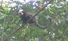 Callithrix geoffroyi