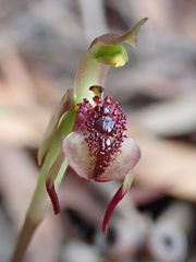 Chiloglottis reflexa