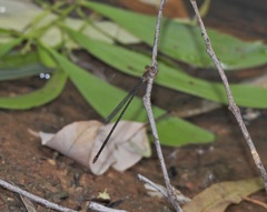 Teinobasis rufithorax
