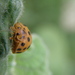 Hadda Beetle - Photo (c) (manda), some rights reserved (CC BY-NC)