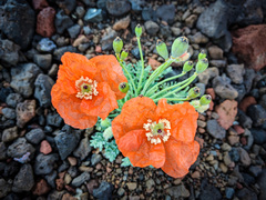 Papaver fugax
