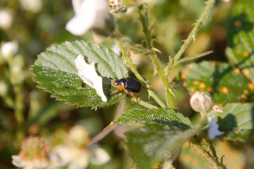 Pachystethus nectoctenus
