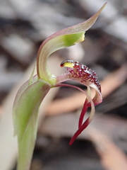 Chiloglottis reflexa