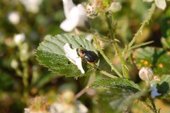 Pachystethus nectoctenus