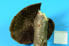 Daedaleopsis septentrionalis image