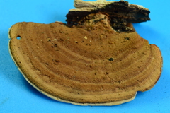 Steccherinum rawakense