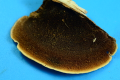 Steccherinum rawakense