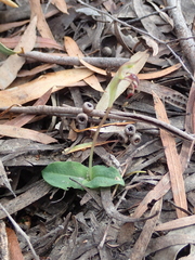 Chiloglottis reflexa