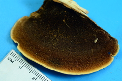 Steccherinum rawakense