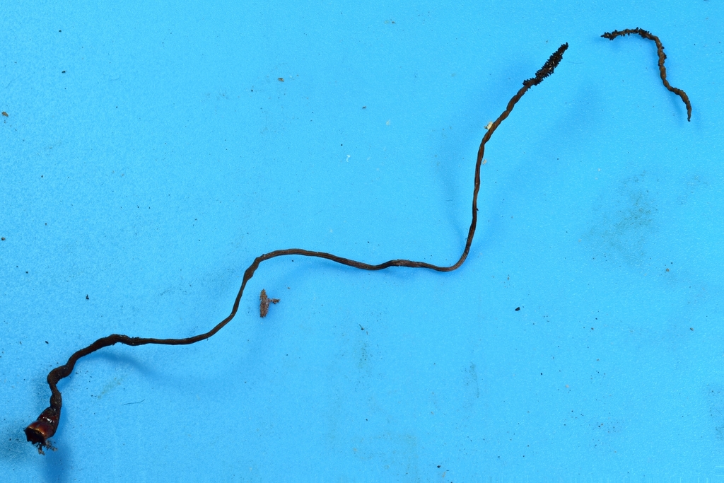 Ophiocordyceps superficialis