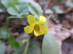 Viola eriocarpa