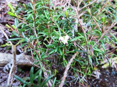 Erica obtusata