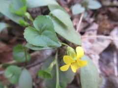Viola eriocarpa