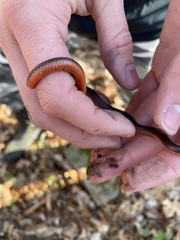 Carphophis amoenus helenae
