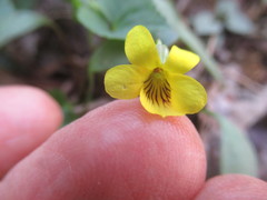 Viola eriocarpa