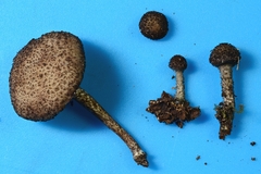 Cystoagaricus hirtosquamulosus