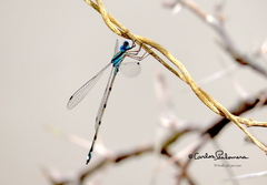 Lestes tenuatus