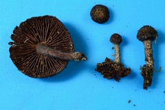 Cystoagaricus hirtosquamulosus