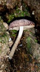 Cystoagaricus hirtosquamulosus