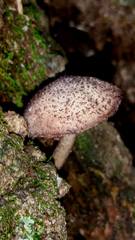 Cystoagaricus hirtosquamulosus
