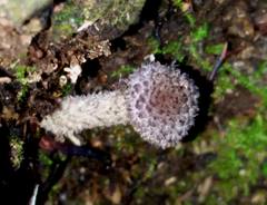 Cystoagaricus hirtosquamulosus