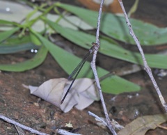 Teinobasis rufithorax