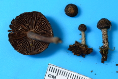 Cystoagaricus hirtosquamulosus