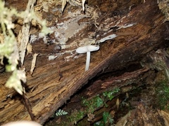 Pluteus methvenii