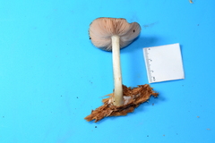 Pluteus methvenii
