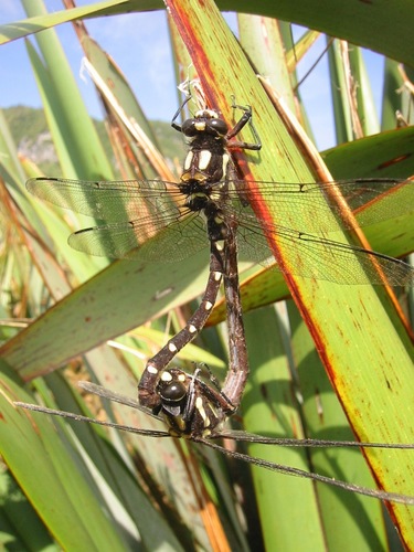 Carové's Giant Dragonfly photo 3