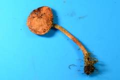 Leratiomyces squamosus thraustus