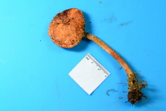 Leratiomyces squamosus thraustus