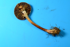 Leratiomyces squamosus thraustus