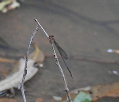 Teinobasis rufithorax