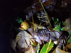 Calostoma