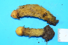Calostoma