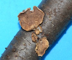 Tectella operculata image