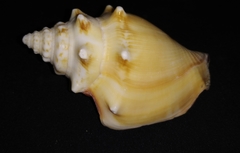 Strombus gracilior