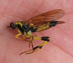 Xylomya terminalis