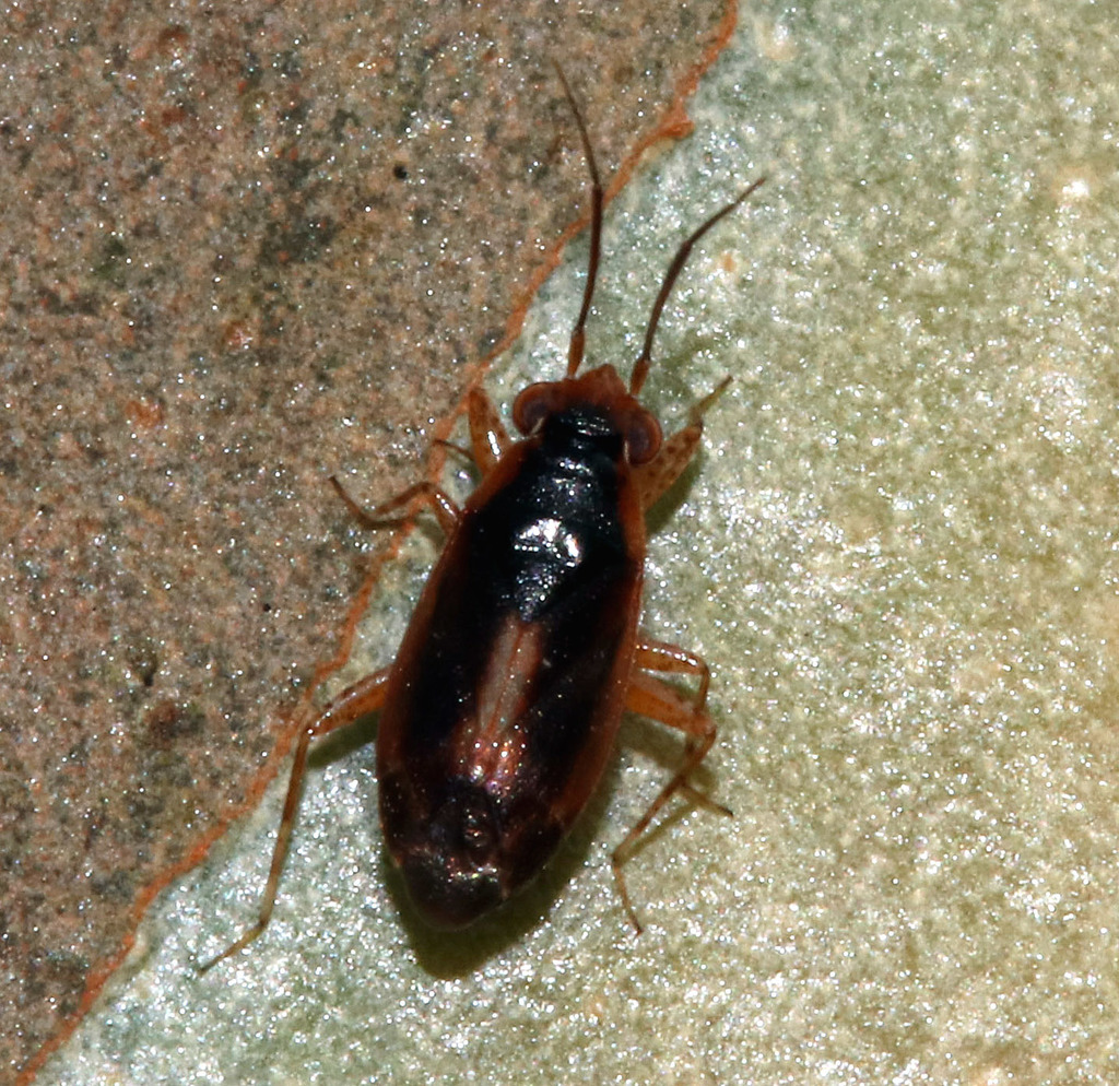 Fulviella