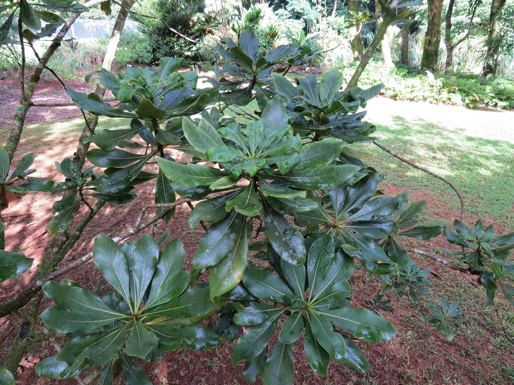 Pittosporum terminalioides